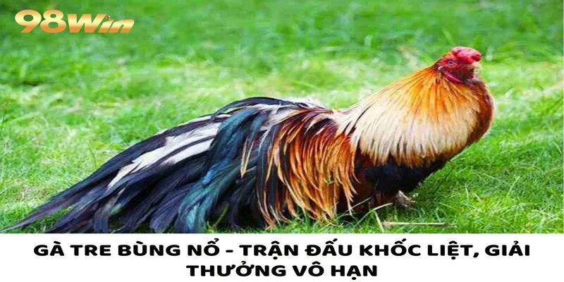 Gà Tre Bùng Nổ - Kịch Tính Đến Phút Chót, Tỷ Lệ Hấp Dẫn 1 Gà Tre Bùng Nổ - Trận Đấu Khốc Liệt, Giải Thưởng Vô Hạn